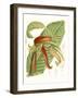 Tropical Variety VIII-Curtis-Framed Art Print