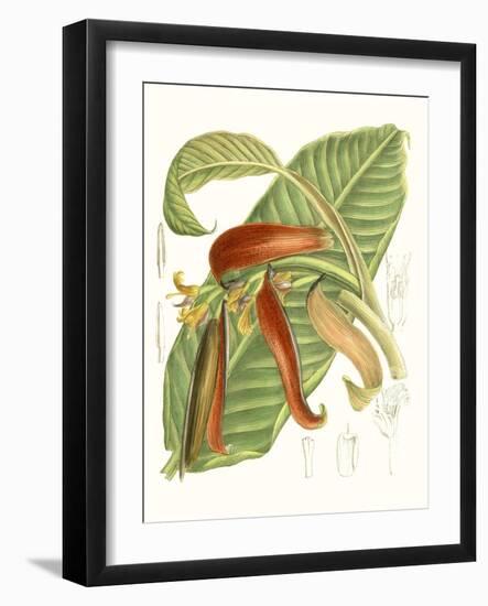 Tropical Variety VIII-Curtis-Framed Art Print