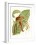 Tropical Variety VIII-Curtis-Framed Art Print