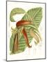 Tropical Variety VIII-Curtis-Mounted Art Print