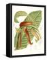 Tropical Variety VIII-Curtis-Framed Stretched Canvas