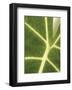 Tropical Veins-Jenny Kraft-Framed Giclee Print