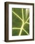 Tropical Veins-Jenny Kraft-Framed Giclee Print