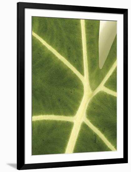 Tropical Veins-Jenny Kraft-Framed Giclee Print