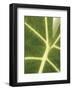 Tropical Veins-Jenny Kraft-Framed Art Print