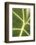 Tropical Veins-Jenny Kraft-Framed Art Print