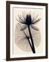 Tropical Water Lily-Judith Mcmillan-Framed Art Print