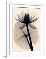 Tropical Water Lily-Judith Mcmillan-Framed Art Print