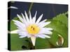 Tropical Water Lily-bimka1-Stretched Canvas