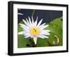 Tropical Water Lily-bimka1-Framed Photographic Print