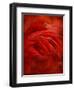 tropical-jeffrey hummel-Framed Photographic Print