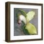 Tropicale-Erin Clark-Framed Art Print