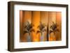 Tropicana-Andrew Michaels-Framed Photographic Print