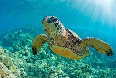 Sea Turtle close up over Coral Reef in Hawaii-tropicdreams-Photographic Print