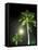 Tropics Palm Trees and Moon-Robin Hill-Framed Stretched Canvas