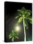 Tropics Palm Trees and Moon-Robin Hill-Stretched Canvas