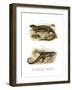 Tropidogerrhon Rudicollis-null-Framed Giclee Print