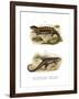 Tropidogerrhon Rudicollis-null-Framed Giclee Print