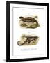 Tropidogerrhon Rudicollis-null-Framed Giclee Print