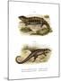 Tropidogerrhon Rudicollis-null-Mounted Giclee Print