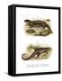 Tropidogerrhon Rudicollis-null-Framed Stretched Canvas