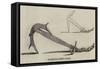 Trotman's Patent Anchor-null-Framed Stretched Canvas