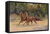 Trotting pair of Walter Winans, 1900 (c1910)-Thomas Blinks-Framed Stretched Canvas