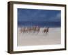 Trotting Races, Brittany, 2012-Lincoln Seligman-Framed Giclee Print