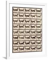 Trotting Sulky-Eadweard Muybridge-Framed Giclee Print