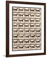 Trotting Sulky-Eadweard Muybridge-Framed Giclee Print