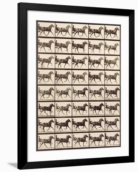 Trotting Sulky-Eadweard Muybridge-Framed Giclee Print