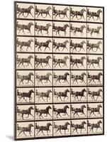 Trotting Sulky-Eadweard Muybridge-Mounted Giclee Print