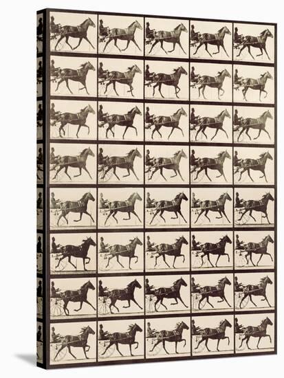 Trotting Sulky-Eadweard Muybridge-Stretched Canvas