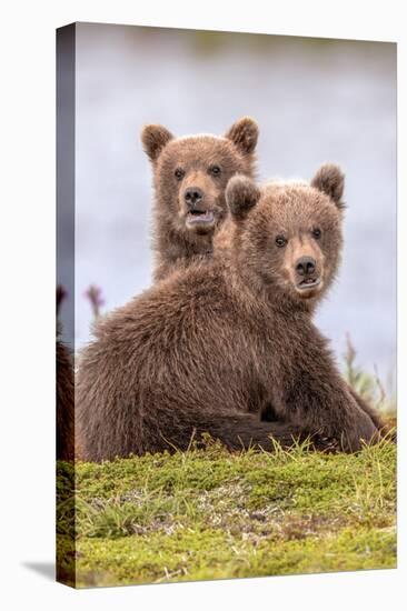 Troublesome Twosome (Brown Bear Cubs)-Art Wolfe-Stretched Canvas