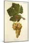 Trouchet Grape-J. Troncy-Mounted Giclee Print