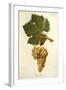 Trouchet Grape-J. Troncy-Framed Giclee Print