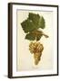 Trouchet Grape-J. Troncy-Framed Giclee Print