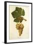 Trouchet Grape-J. Troncy-Framed Giclee Print