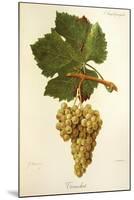 Trouchet Grape-J. Troncy-Mounted Giclee Print