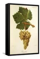 Trouchet Grape-J. Troncy-Framed Stretched Canvas