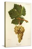 Trouchet Grape-J. Troncy-Stretched Canvas