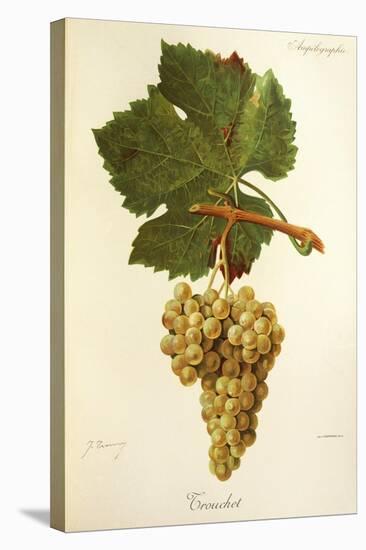 Trouchet Grape-J. Troncy-Stretched Canvas