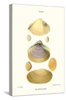Trough Shells-John Mawe-Stretched Canvas