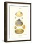 Trough Shells-John Mawe-Framed Art Print