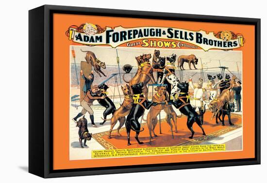 Troupe of Champion Great Danes: Adam Forepaugh and Sells Brothers-null-Framed Stretched Canvas