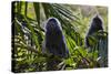 Troupe of Silvery Lutung or Silvered Leaf Monkeys (Trachypithecus Cristatus)-Craig Lovell-Stretched Canvas