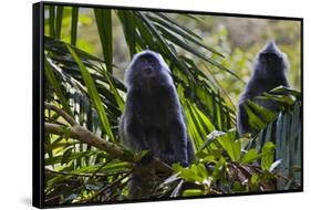 Troupe of Silvery Lutung or Silvered Leaf Monkeys (Trachypithecus Cristatus)-Craig Lovell-Framed Stretched Canvas