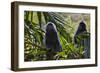 Troupe of Silvery Lutung or Silvered Leaf Monkeys (Trachypithecus Cristatus)-Craig Lovell-Framed Photographic Print