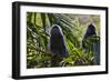 Troupe of Silvery Lutung or Silvered Leaf Monkeys (Trachypithecus Cristatus)-Craig Lovell-Framed Photographic Print