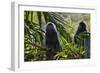 Troupe of Silvery Lutung or Silvered Leaf Monkeys (Trachypithecus Cristatus)-Craig Lovell-Framed Photographic Print